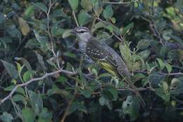 Image of Red-shouldered Cuckoo-shrike