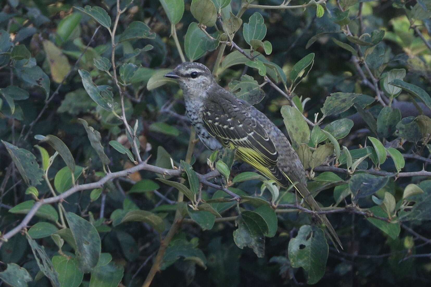 Image of Red-shouldered Cuckoo-shrike