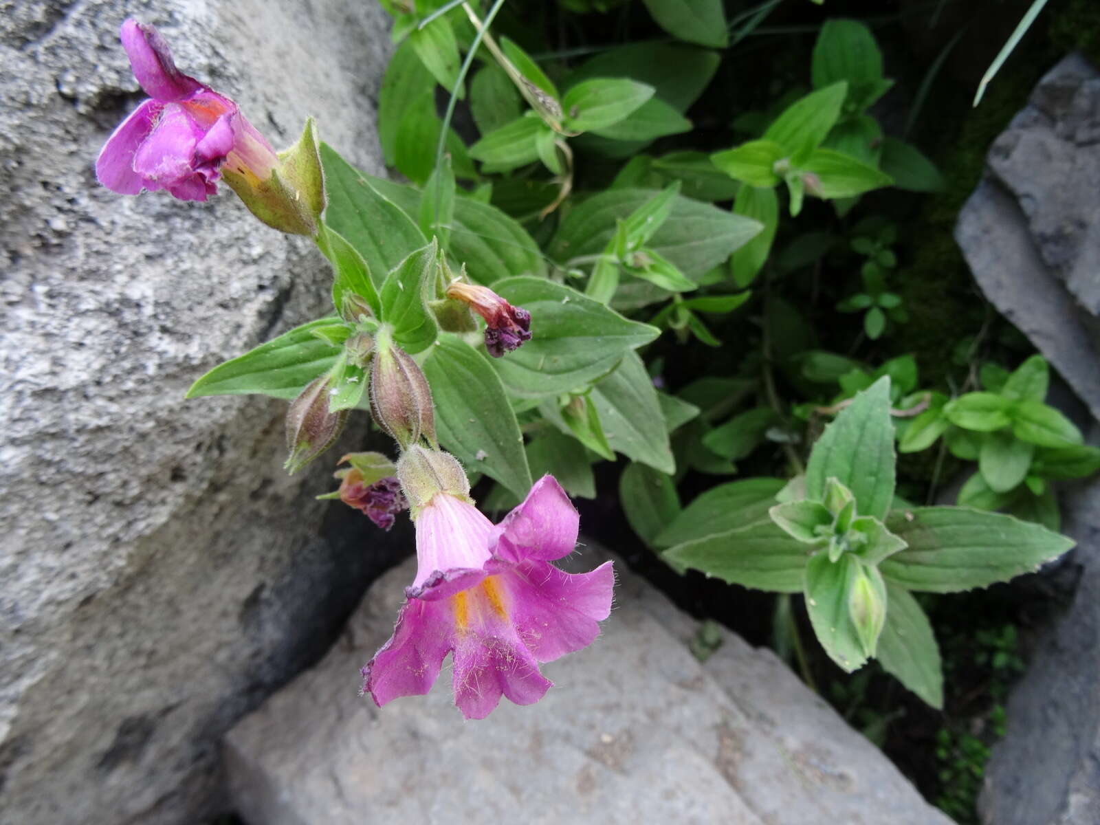 Image of Great Purple Monkey-Flower