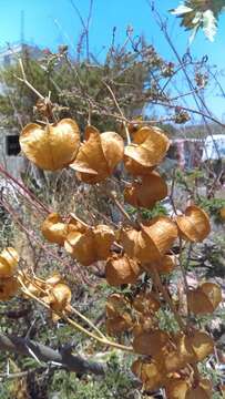 Plancia ëd Physalis nicandroides Schltdl.