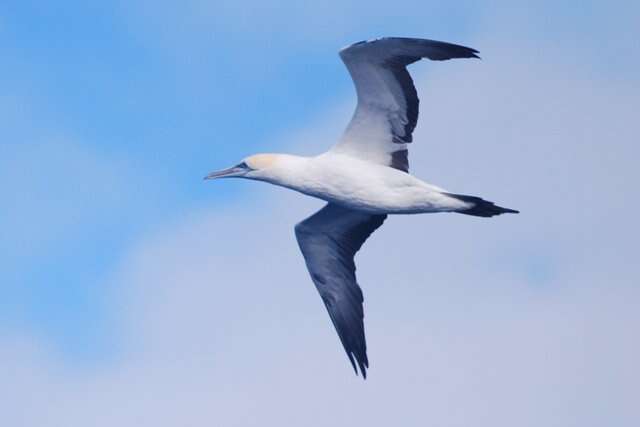 Image of Australasian Gannet