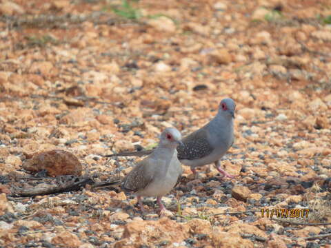 Image of Diamond Dove