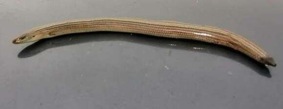 Image of Algerian Cylindrical Skink