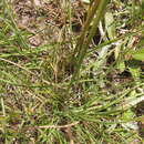 Plancia ëd Anthaenantia lanata (Kunth) Benth.