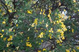 Image of leafy broom