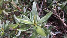 Image of Berberis pseudoilicifolia Skottsb.