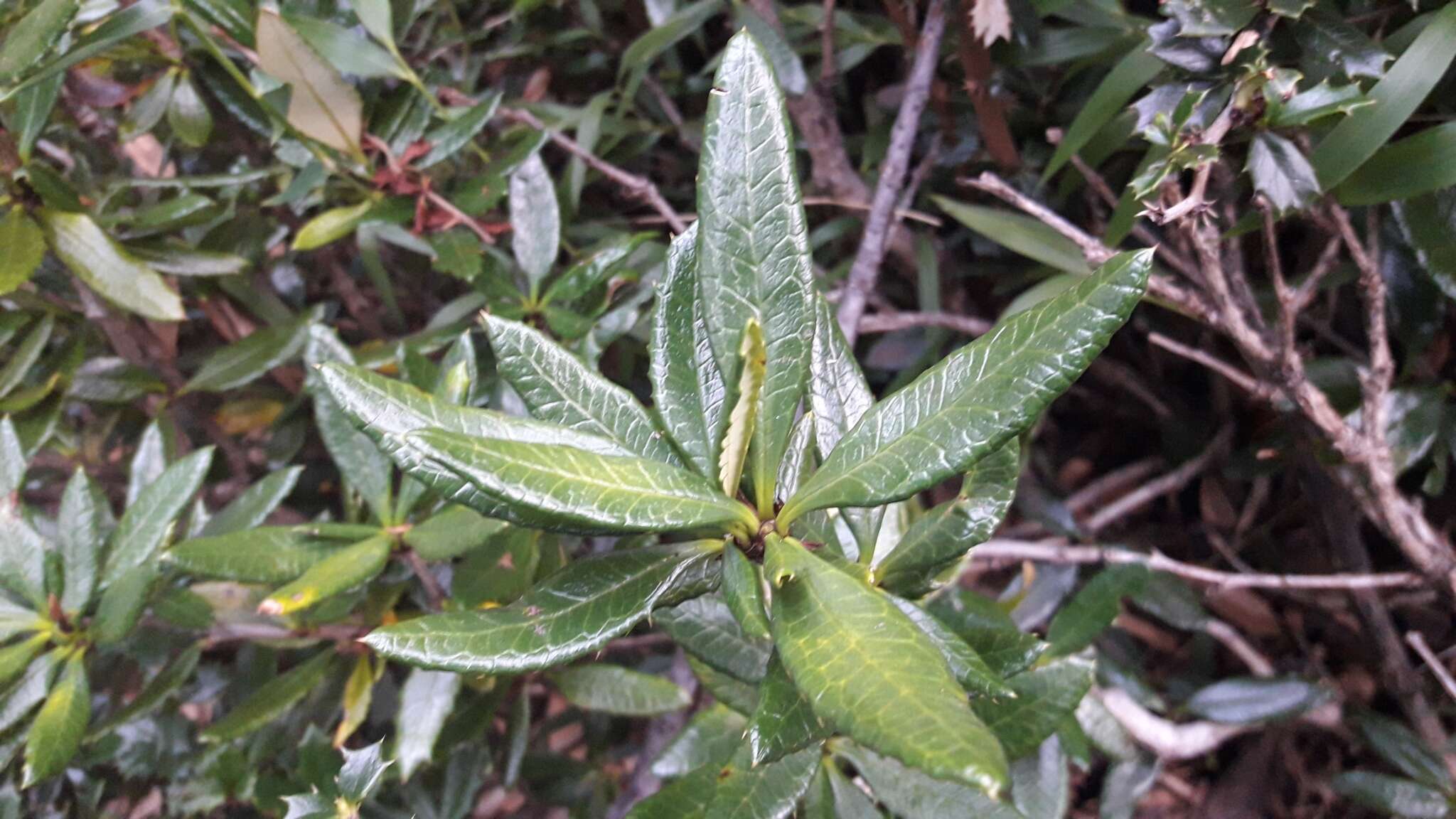 Image of Berberis pseudoilicifolia Skottsb.