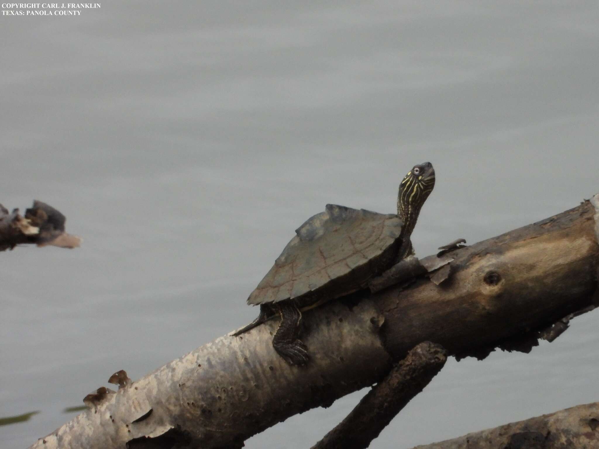 Image of Sabine map turtle