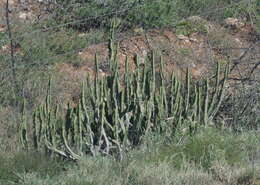 Euphorbia caerulescens Haw. resmi