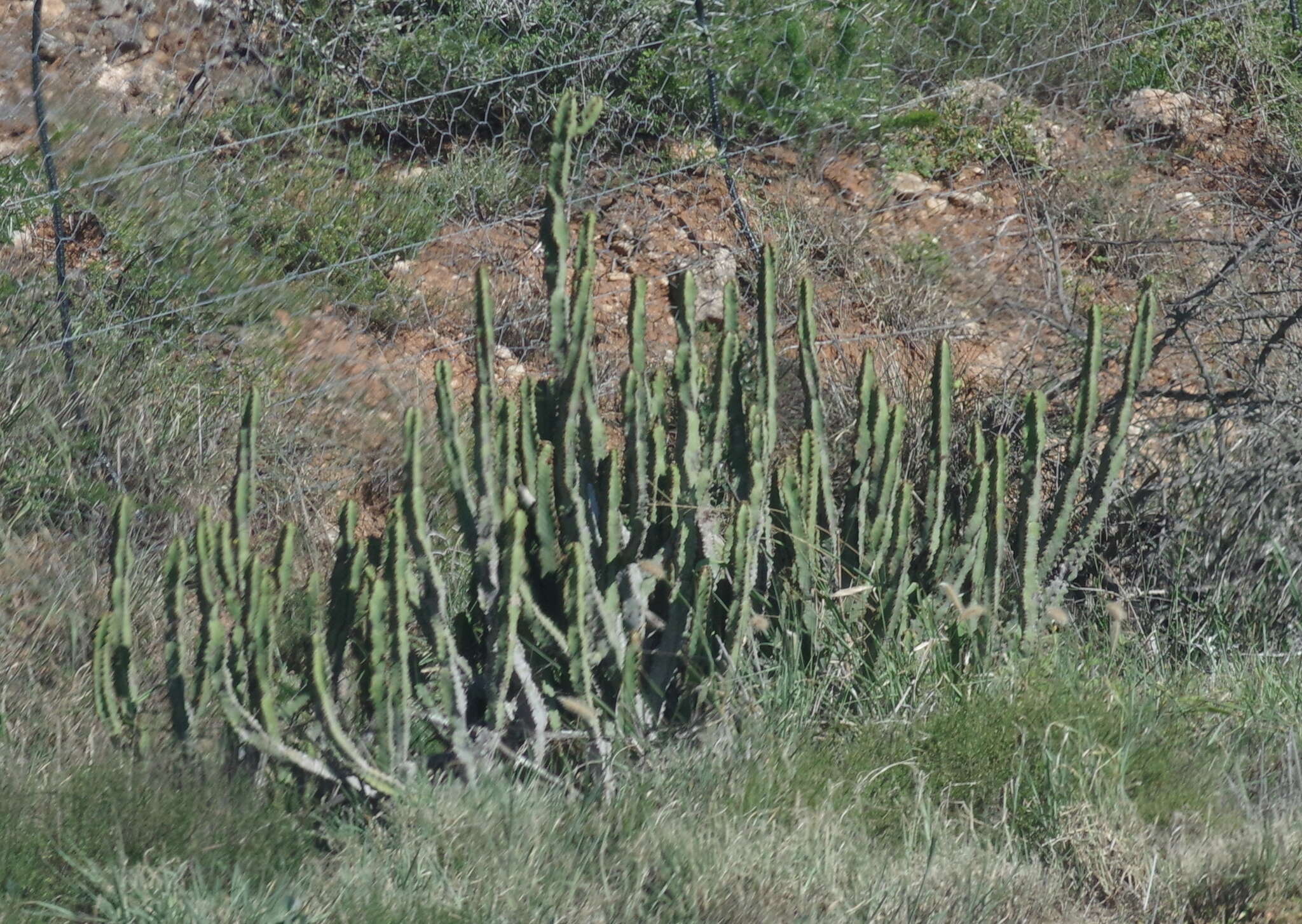 Euphorbia caerulescens Haw. resmi