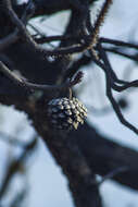 Image of Egg-cone Pine