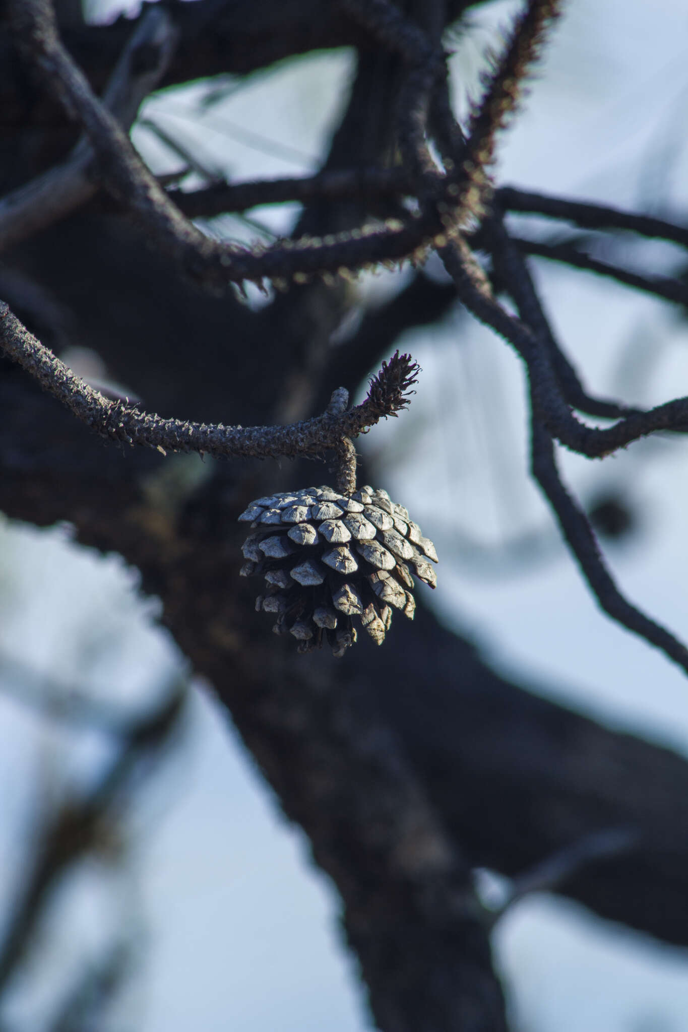 Image de Pinus oocarpa Schiede ex Schltdl.