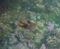 Image of Spotted Trunkfish