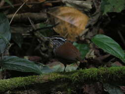 صورة Henicorhina leucophrys (Tschudi 1844)