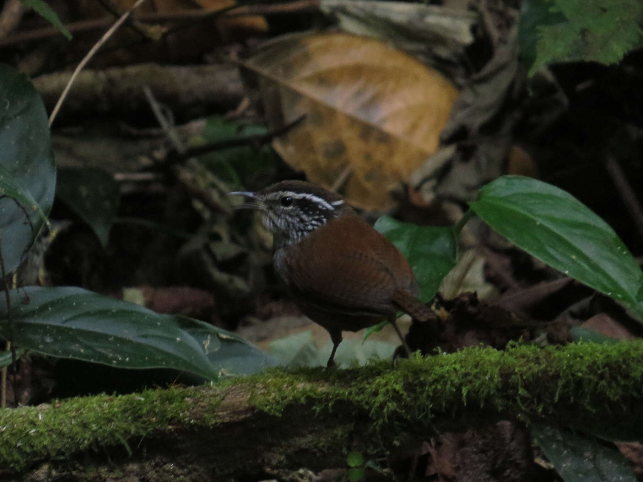 Image of Gray-breasted Wood-Wren