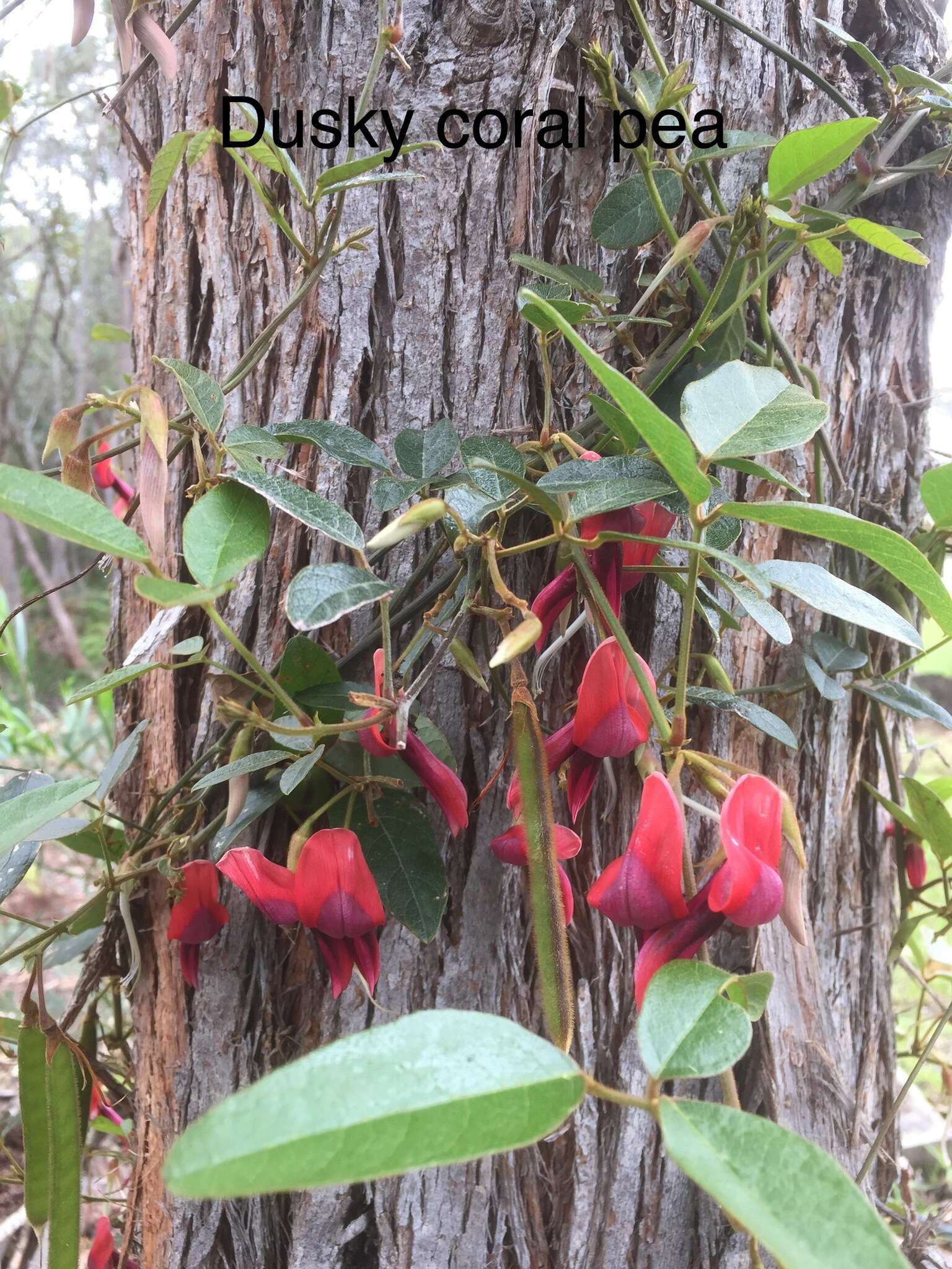 Image of Kennedia rubicunda Vent.