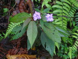 Image of Ruellia jussieuoides Schltdl.