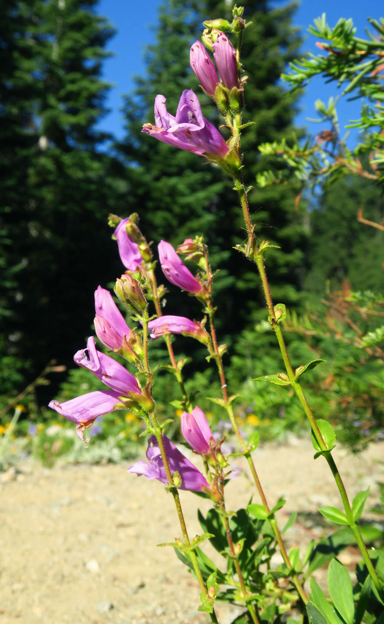 Слика од Penstemon newberryi subsp. berryi (Eastw.) D. D. Keck