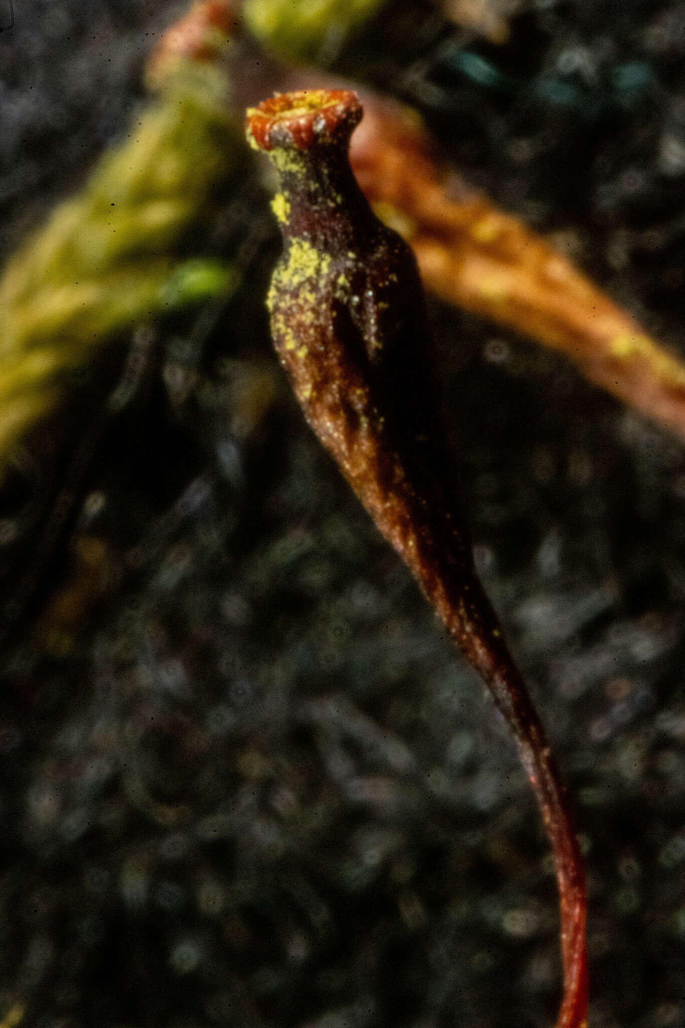 Image of Black fruited stink moss