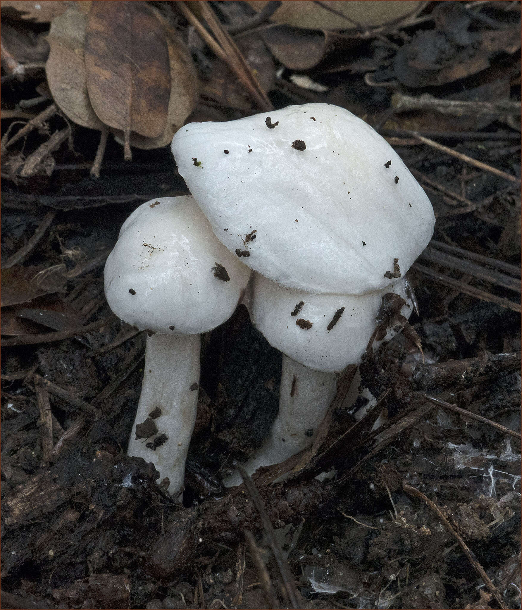 Image of Hygrophorus eburneus (Bull.) Fr. 1838