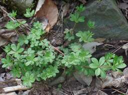 Image of fragrant bedstraw