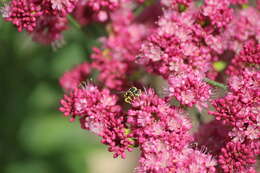 Image of Nomada suavis Cresson 1878