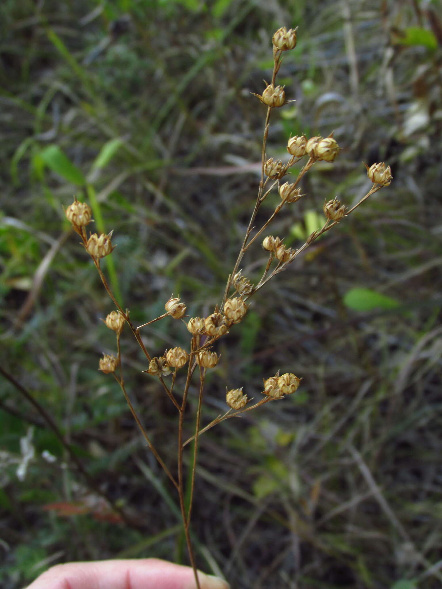 Слика од Linum sulcatum Riddell