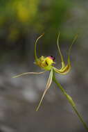 Image of Butterfly orchid