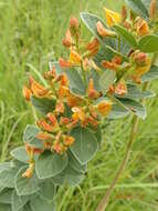 Image of Rhynchosia woodii Schinz