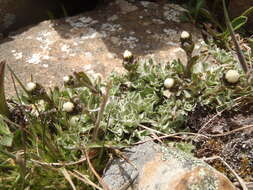 Image de Antennaria monocephala subsp. angustata (Greene) Hultén