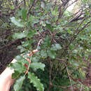 Zanthoxylum clava-herculis subsp. fruticosum (A. Gray) Reynel resmi