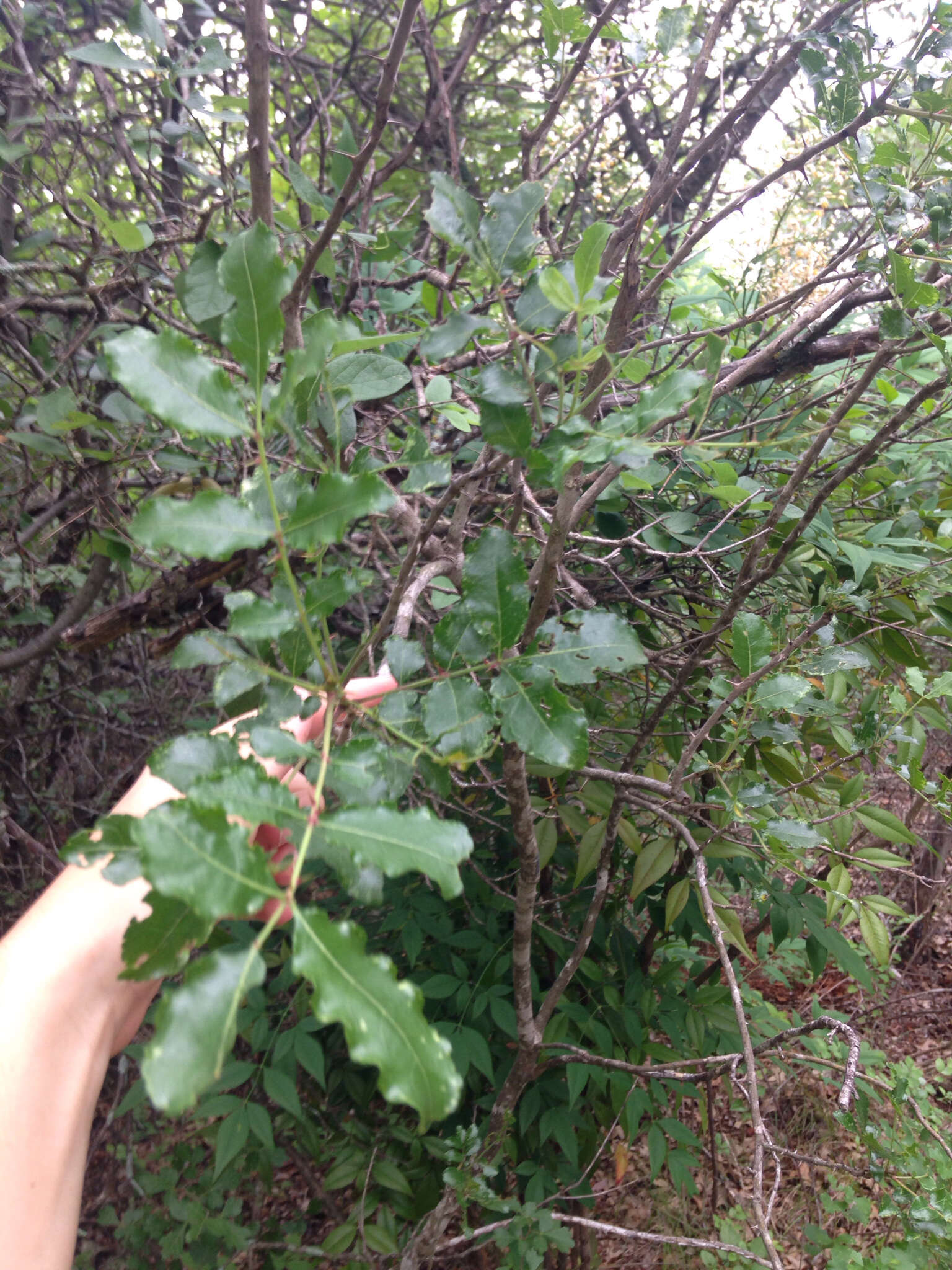 Imagem de Zanthoxylum clava-herculis subsp. fruticosum (A. Gray) Reynel