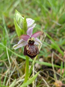 Image of Ophrys sphegodes subsp. aveyronensis J. J. Wood