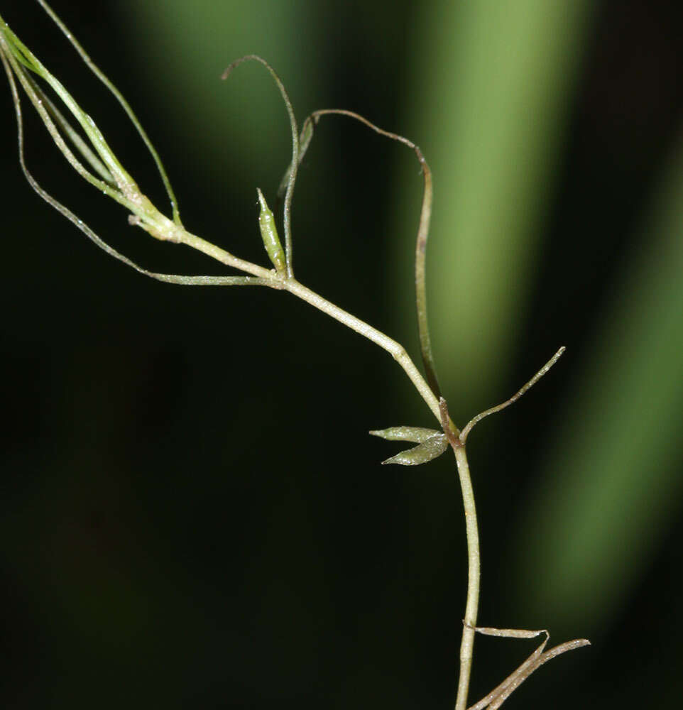 Sivun Zannichellia palustris subsp. palustris kuva