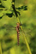 Image of Broad-tailed Shadowdragon