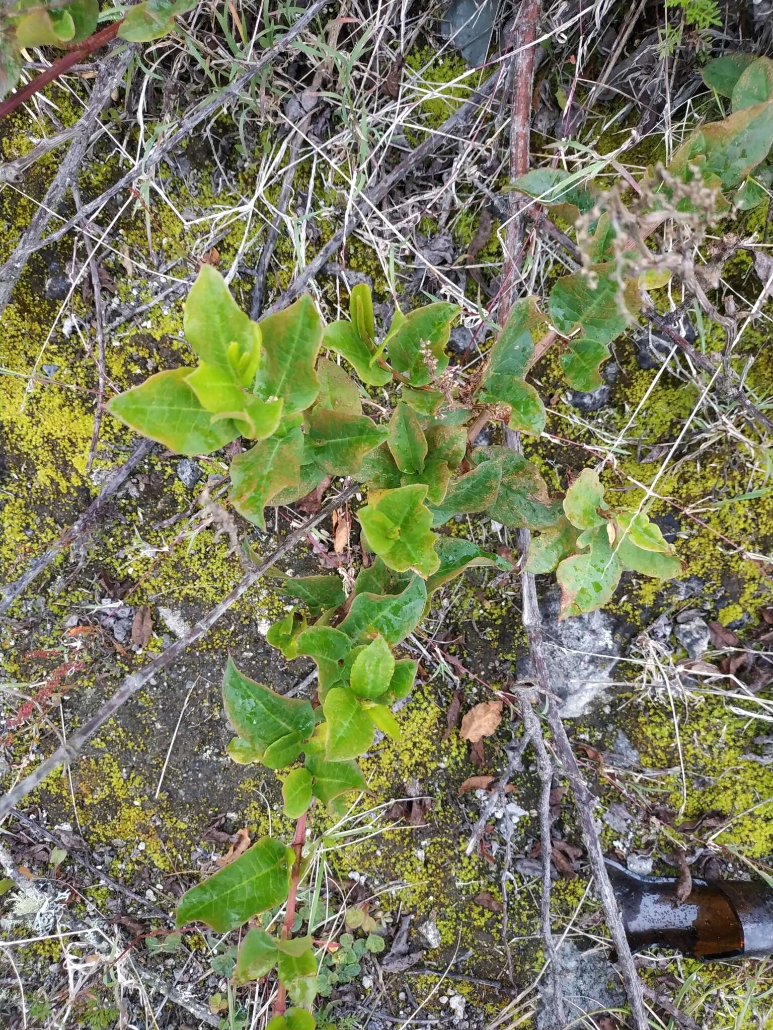 Image de Muehlenbeckia tamnifolia (Kunth) Meisn.