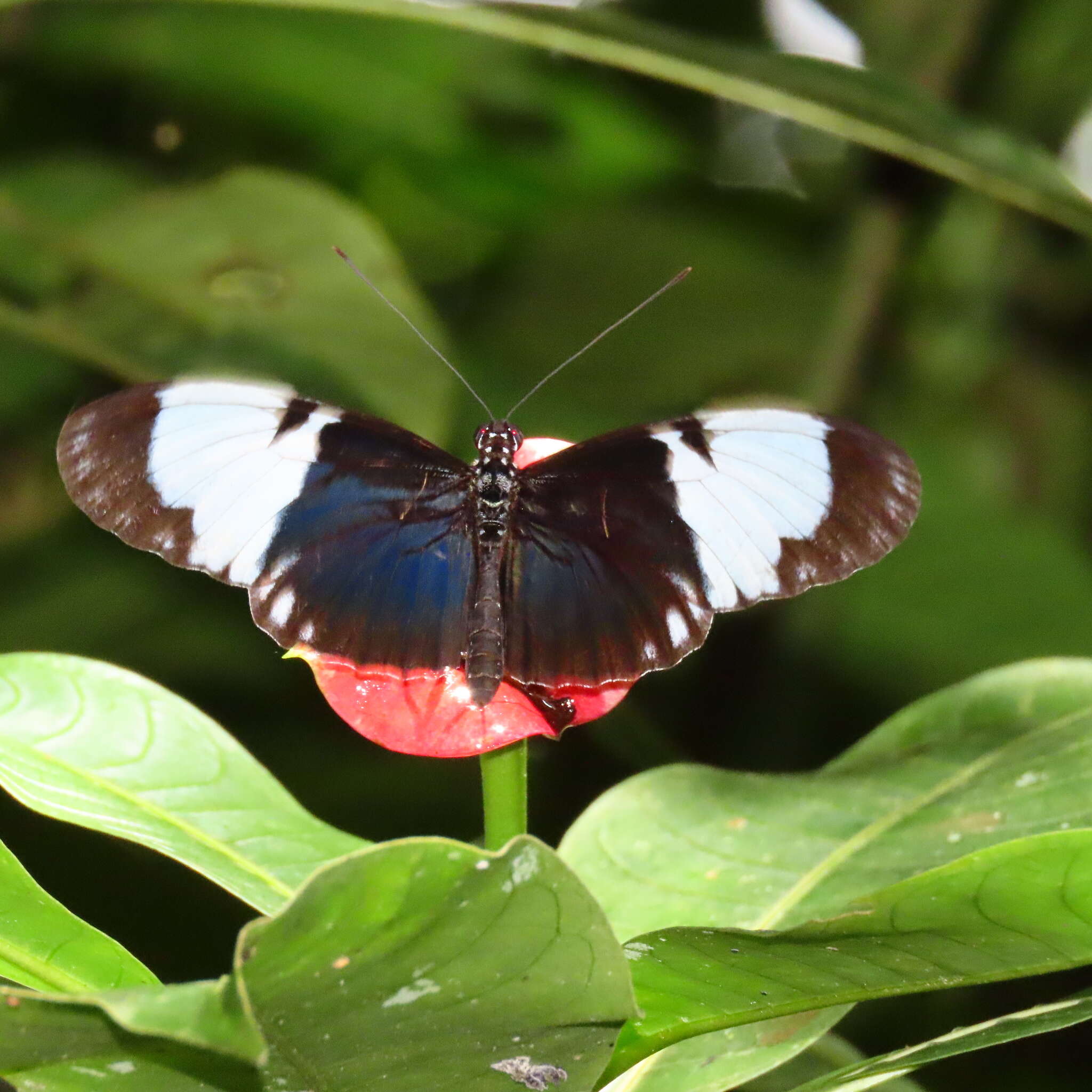 Image of Cydno Longwing