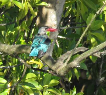 Imagem de Halcyon senegaloides Smith & A 1834