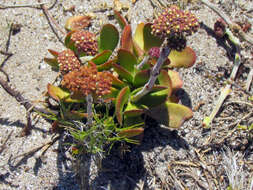 Image of <i>Crassula <i>nudicaulis</i></i> var. nudicaulis