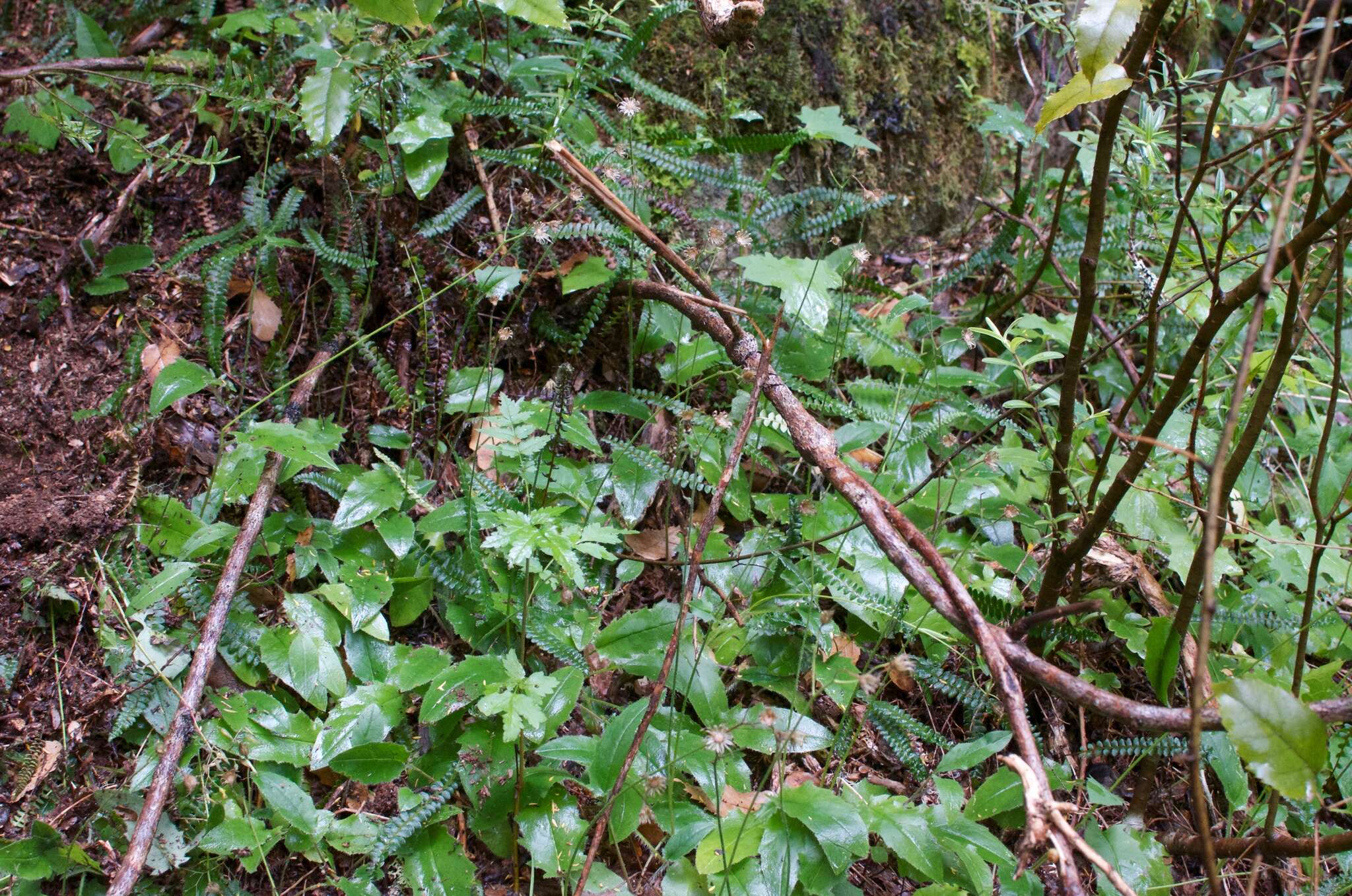 Image of Hieracium lepidulum (Stenstr.) Dahlst.