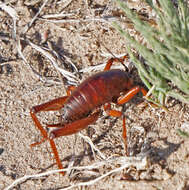 Image of Udeopsylla robusta (Haldeman 1850)