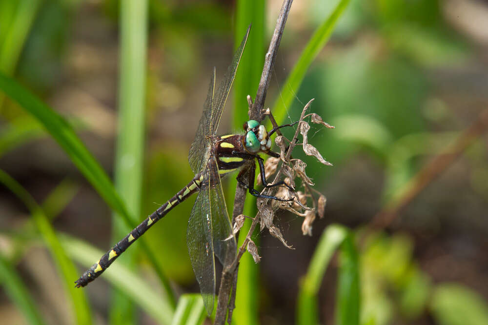 Image of Cordulegaster talaria Tennessen 2004