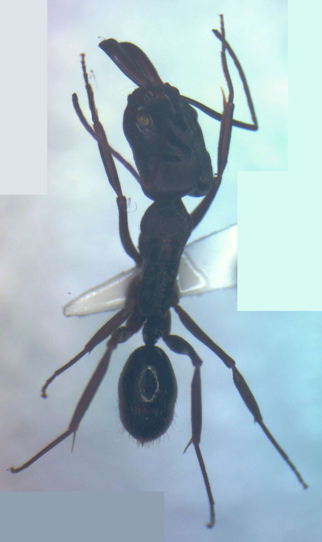 Image of Odontomachus laticeps Roger 1861