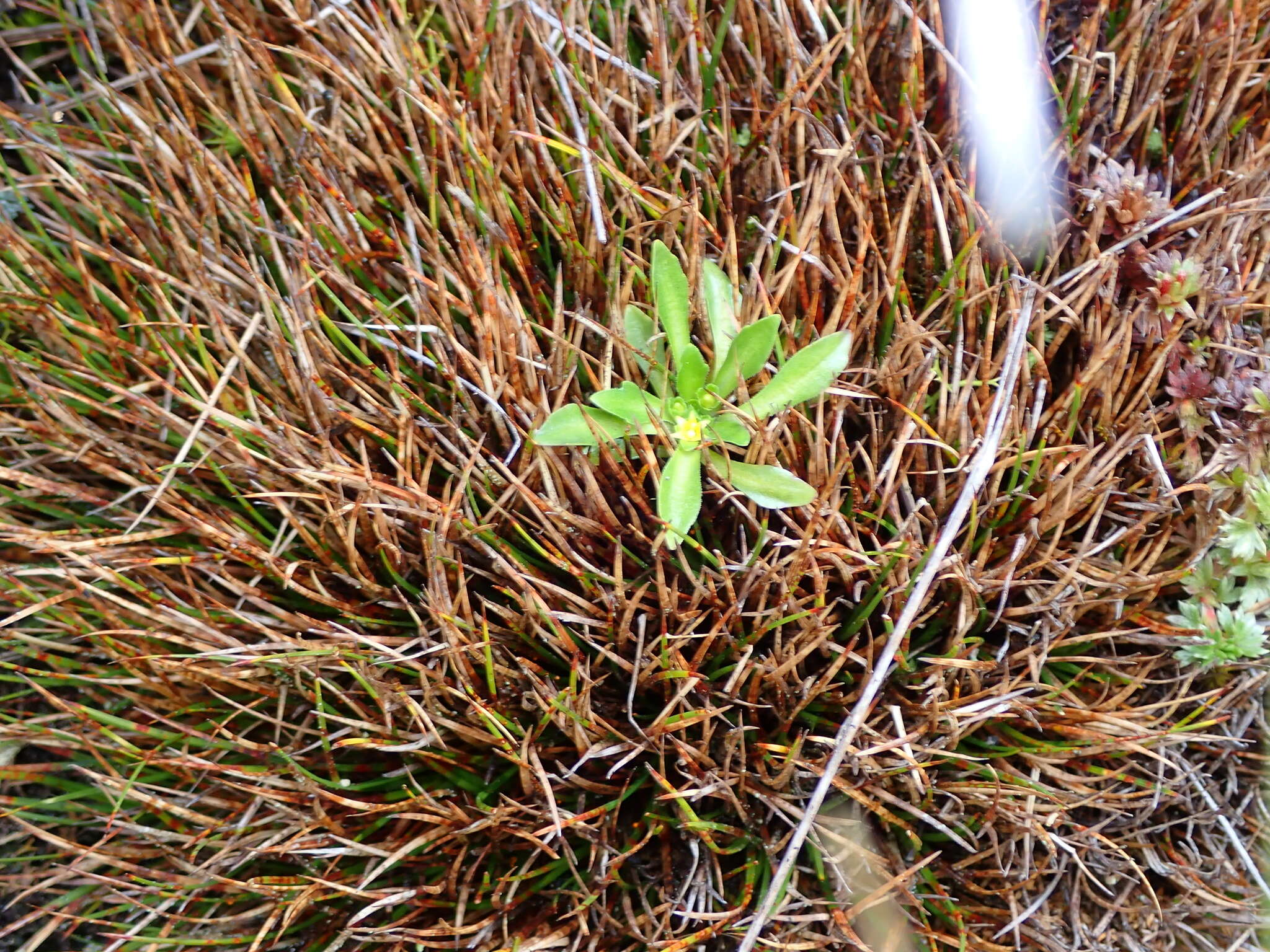 Image of Lysipomia sphagnophila subsp. variabilis McVaugh