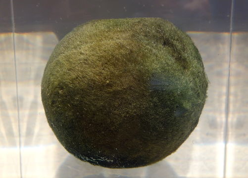 Image of Marimo (or ball seaweed)