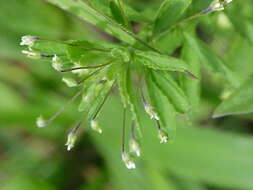 Pombalia parviflora (Mutis ex L. fil.) Paula-Souza resmi