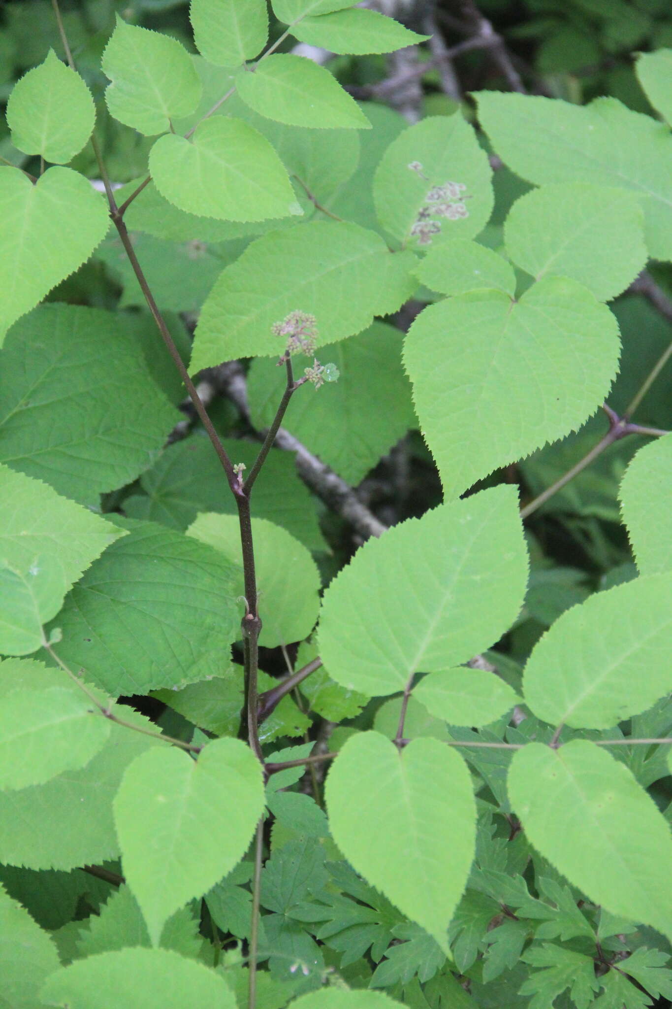 Image de Aralia continentalis Kitag.