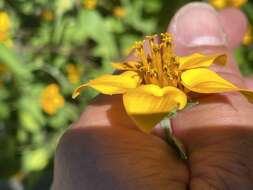 Слика од Sclerocarpus divaricatus (Benth.) Benth. & Hook. fil. ex Hemsl.