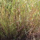 Image of Wright's beardgrass