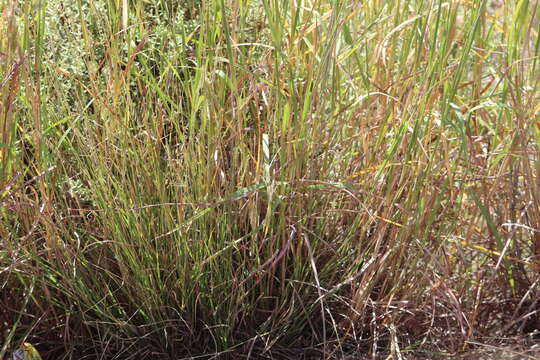 Plancia ëd Bothriochloa wrightii (Hack.) Henrard